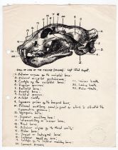 Robert Oscar Lenkiewicz (1941–2002) original pen sketch of a Felidae (jaguar) skull (left lateral