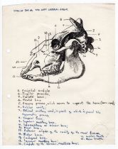 Robert Oscar Lenkiewicz (1941–2002) original pen sketch of an ox skull (left lateral aspect) with