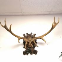 Set of mounted 12 point antlers on a Black forest carved and painted shield 75cm wide x 100cm high