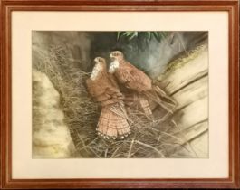 Watercolour painting of pair of kestrels on nest by Su Goodchild - frame 54.5cm x 69cm