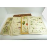 A portfolio of twenty-five of sixty-two numbered prints from the MacMillan's Nature Class Pictures