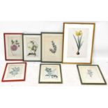 A collection of six hand coloured engraved botanical prints, with a colour print of Narcissus, the