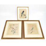 INDIAN SCHOOL, 19TH CENTURY; a near pair of watercolour bird studies, each depicting a bird upon a