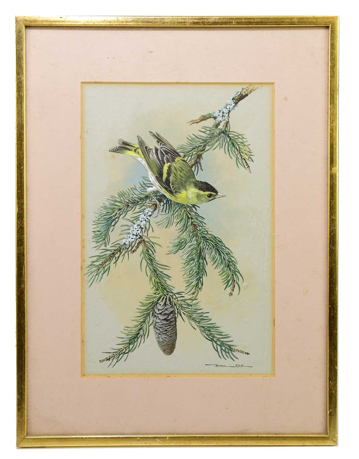 BASIL EDE (1931-2016); watercolour and bodycolour, 'Siskin', signed ...