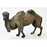 An early 20th century bronze figure of a Bactrian camel standing four square, length 37cm.