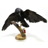 An unusual taxidermy group of a peg leg crow upon a branch with a small teddy bear with oversized