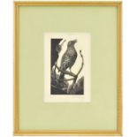 CHARLES FREDERICK TUNNICLIFFE OBE, RA (1901-1979); wood engraving, 'Missel Thrush', signed lower