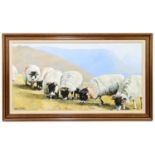 † PAT CLEARY; oil on board, 'Sheep grazing on mountain top' signed, 40 x 74cm, framed.