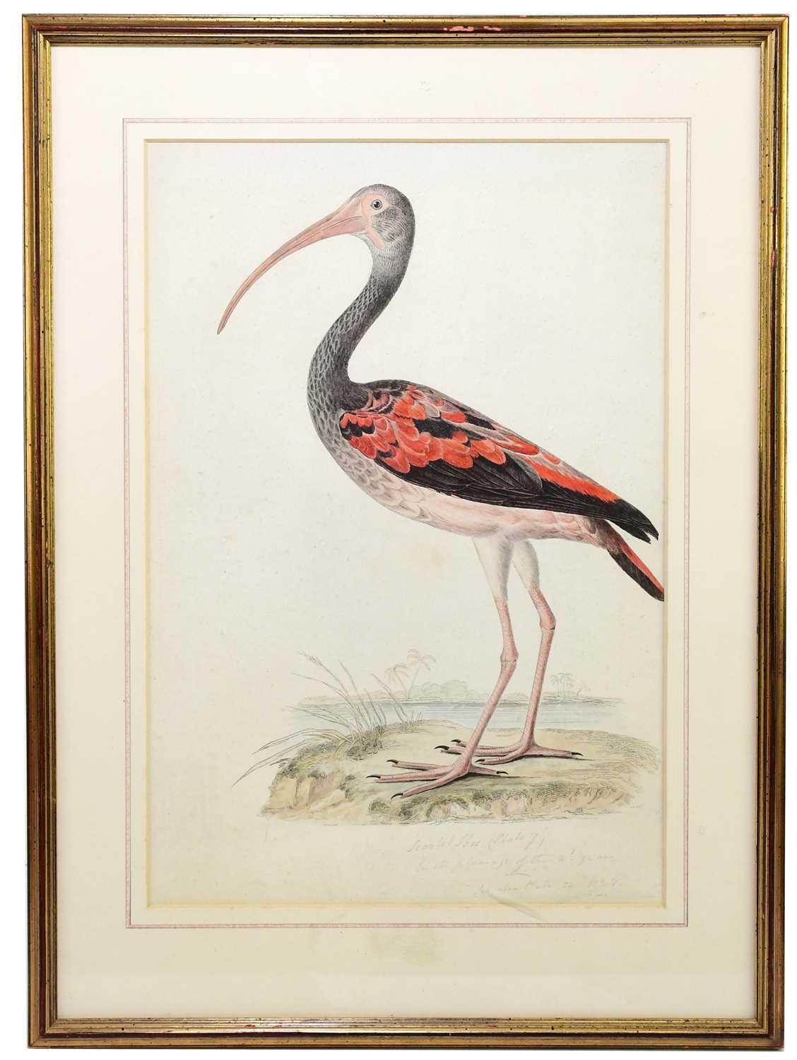 EARLY 19TH CENTURY ENGLISH SCHOOL; hand coloured engraving, feathered ibis, 39 x 26.5cm, framed
