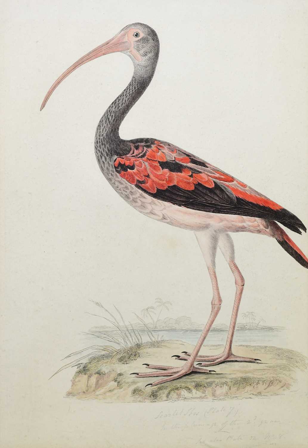 EARLY 19TH CENTURY ENGLISH SCHOOL; hand coloured engraving, feathered ibis, 39 x 26.5cm, framed - Image 2 of 3