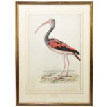 EARLY 19TH CENTURY ENGLISH SCHOOL; hand coloured engraving, feathered ibis, 39 x 26.5cm, framed
