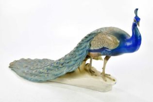 NYMPHENBURG; a German hard paste porcelain model of a peacock, height 37cm, length 62cm. Condition