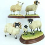 BORDER FINE ARTS; four collectors' figures, three on wooden plinths and boxed, comprising 'Sheep
