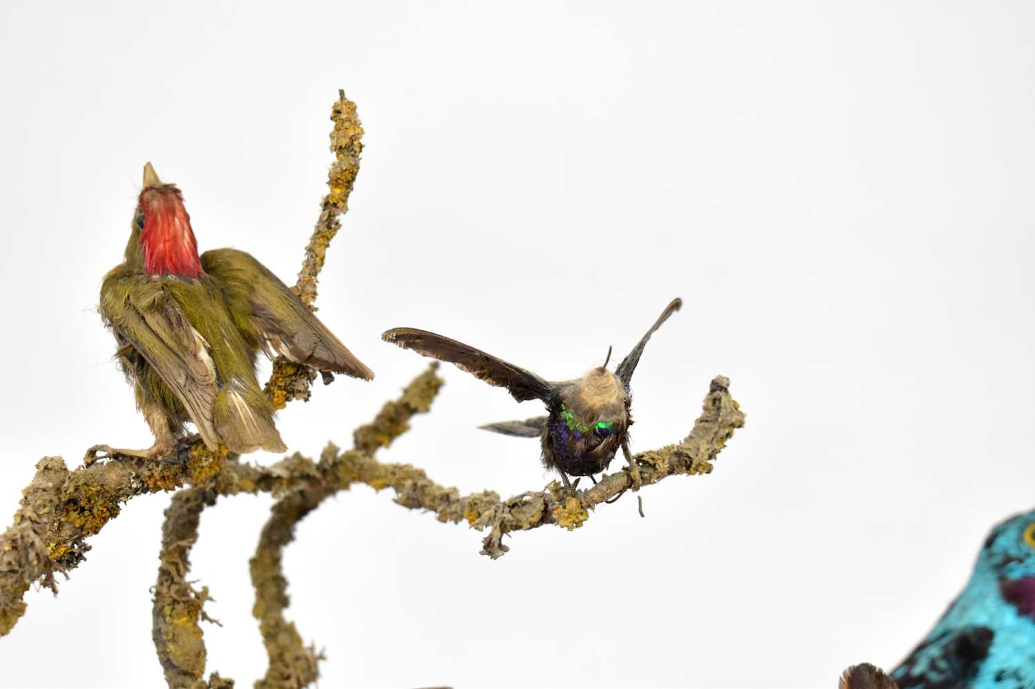 A late 19th/early 20th century diorama of twelve birds to include an Eastern Rosala, American - Image 3 of 4