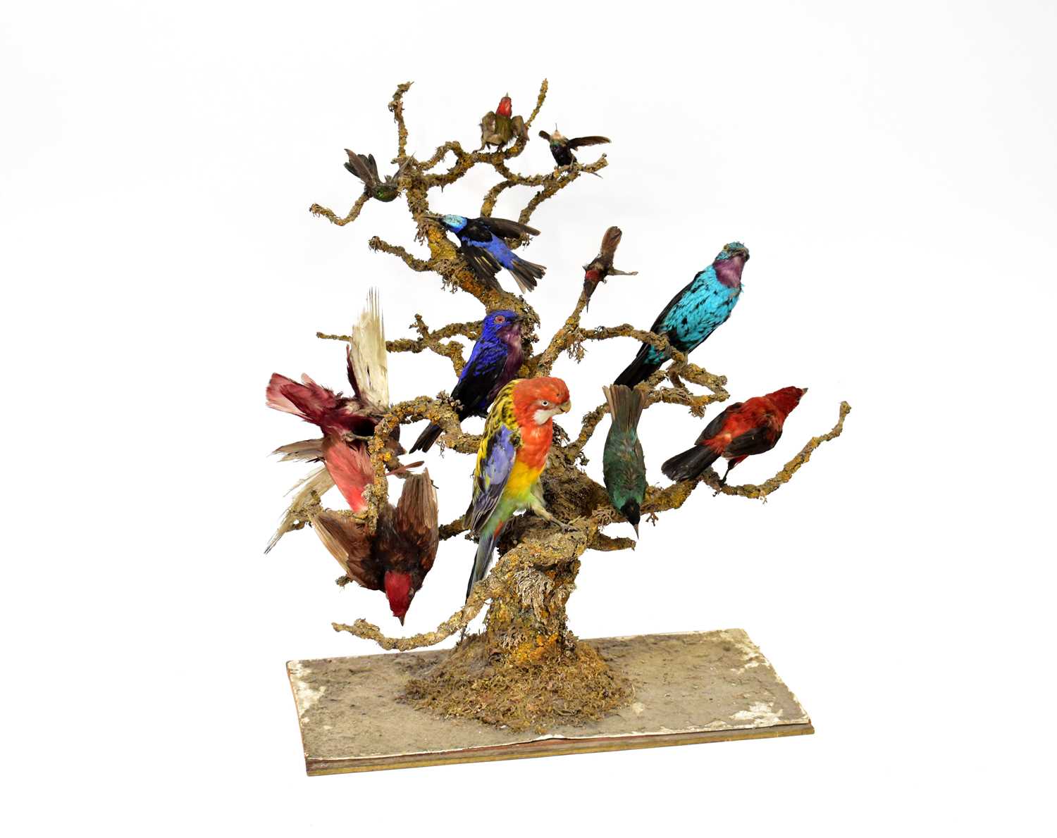 A late 19th/early 20th century diorama of twelve birds to include an Eastern Rosala, American