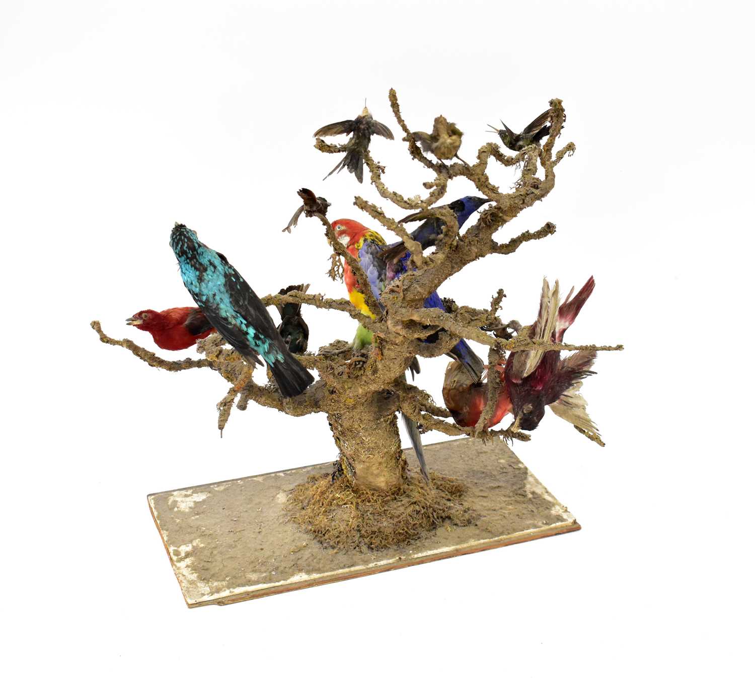 A late 19th/early 20th century diorama of twelve birds to include an Eastern Rosala, American - Image 4 of 4