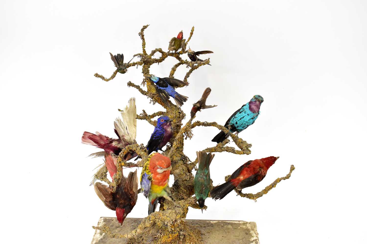 A late 19th/early 20th century diorama of twelve birds to include an Eastern Rosala, American - Image 2 of 4