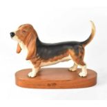 BESWICK; a figure of a Basset hound on wooden plinth, 13 x 18cm.