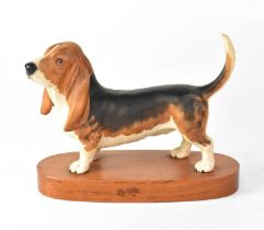 BESWICK; a figure of a Basset hound on wooden plinth, 13 x 18cm.