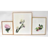 † SUSAN FOX (20th century); watercolour and pencil, three studies of flowers, 'Peony', signed and