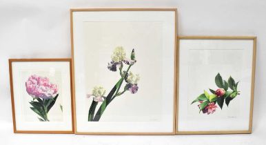 † SUSAN FOX (20th century); watercolour and pencil, three studies of flowers, 'Peony', signed and