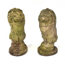 A pair of reconstituted stone garden statues of lions, on circular bases, height of each 53cm.