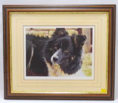 † STEVEN TOWNSEND (British, born 1955); a limited edition print, no.5/450, close up of collie dog,