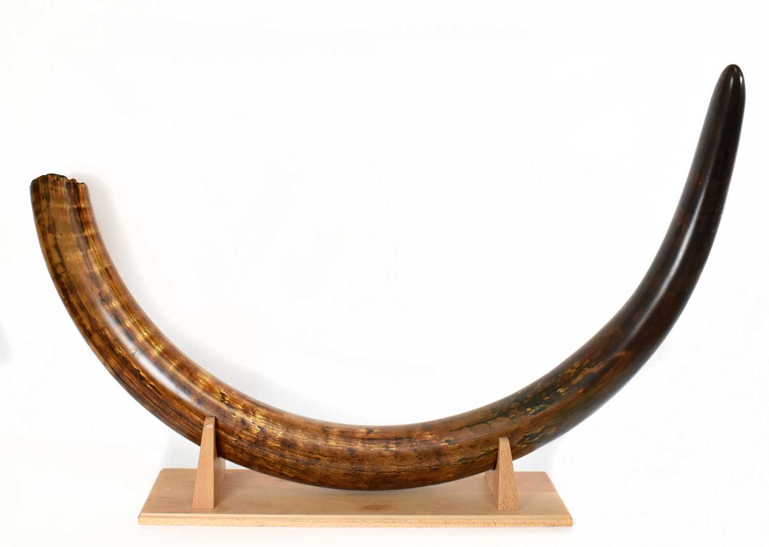 NATURAL HISTORY; a woolly mammoth tusk (Mammuthus primigenius), 8000BC or earlier, length 212cm,