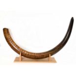 NATURAL HISTORY; a woolly mammoth tusk (Mammuthus primigenius), 8000BC or earlier, length 212cm,
