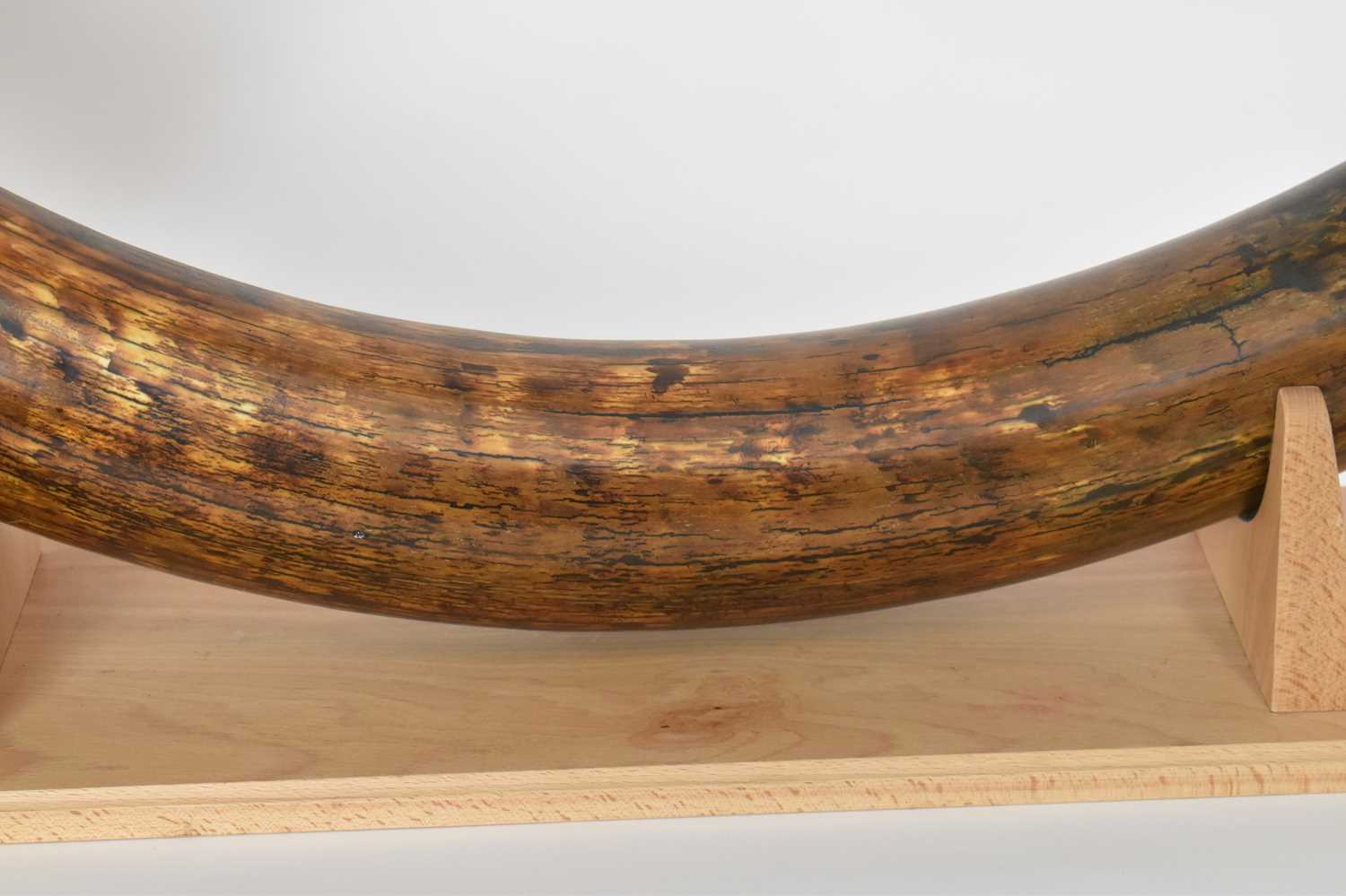 NATURAL HISTORY; a woolly mammoth tusk (Mammuthus primigenius), 8000BC or earlier, length 212cm, - Image 4 of 8