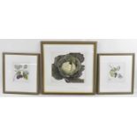 X ANN SWAN; a limited edition print of a cabbage, signed and no.37/100, 30 x 33cm, and a pair of