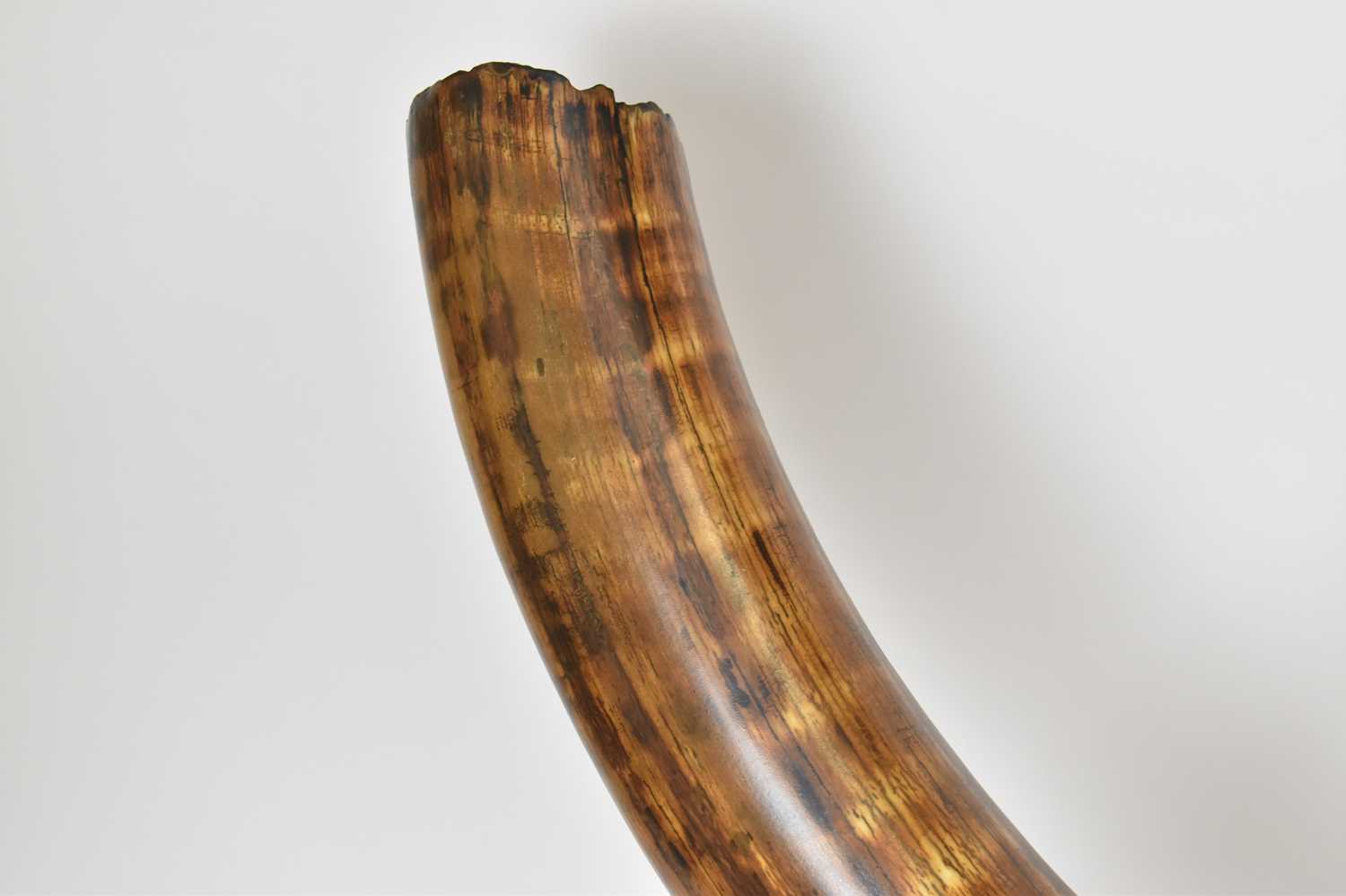 NATURAL HISTORY; a woolly mammoth tusk (Mammuthus primigenius), 8000BC or earlier, length 212cm, - Image 2 of 8
