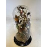 A taxidermy display of exotic birds underneath glass dome and raised on ebonised plinth, height