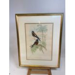 AFTER GOULD AND RICHTER; a set of four hand tinted ornithological lithographs, each 50 x 35cm, and