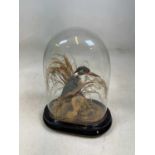 A taxidermy of a kingfisher mounted under glass dome, on ebonised base, height 29cm.