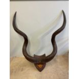 A pair of mounted Kudo horns, height 110cm, width 85cm