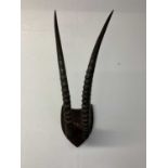 A pair of mounted Sable Antelope antlers, height 88cm, width 32cm