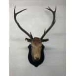 An early 20th century taxidermy stag's head with nine point antlers and oak shield back bearing