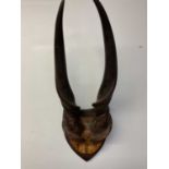 A pair of mounted Eland bull horns, height 73cm, width 25cm