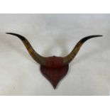 A pair of mounted Buffalo horns, width 85cm