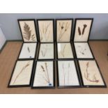 Eighteen 19th century pressed dried grass and flower displays, framed and glazed.