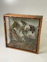 TAXIDERMY; a group of six birds in naturalistic setting in glazed case, height 43cm, width 43cm,