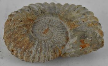 An ammonite fossil, width 15cm.