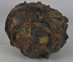 A septarian nodule fossil, width approx. 14cm.
