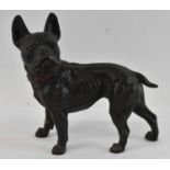 An Austrian bronze figure of a French Bulldog, with painted collar, height 17.5cm, length 18cm.