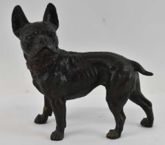 An Austrian bronze figure of a French Bulldog, with painted collar, height 17.5cm, length 18cm.