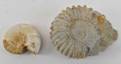 A ammonite fossil, width 16.5cm, together with a smaller ammonite fossil, width 10cm (2).