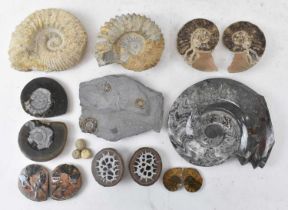 A group of ten fossils and fossil sections, including large ammonite fossil diameter 17cm, another