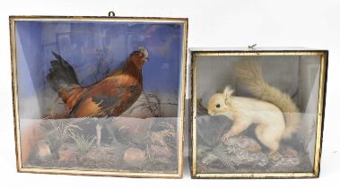 A taxidermy chicken mounted in glazed case amongst natural habitat, height 37.5cm, width 40cm, and a