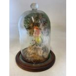 A vintage taxidermy parakeet in naturalistic setting with hand painted tree detail, in glass dome on